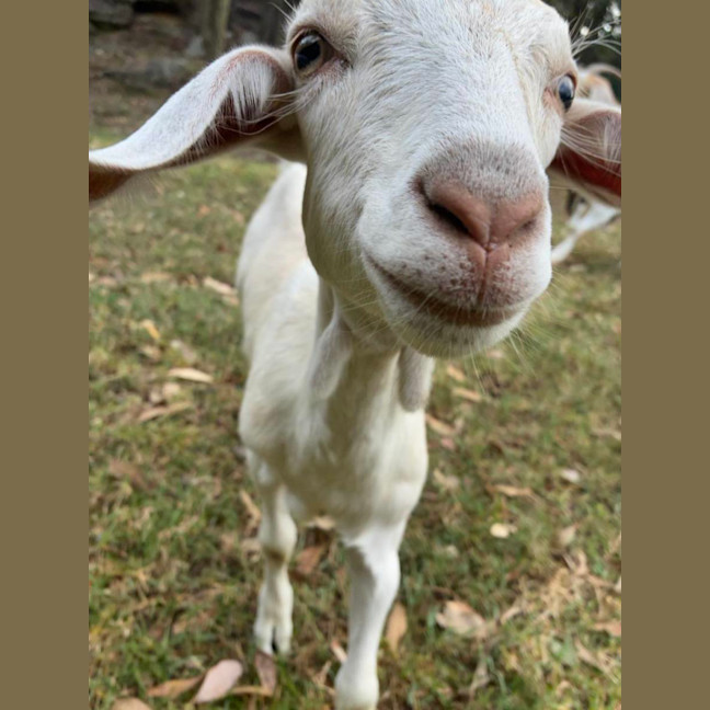 Photo of Molly Wobbles