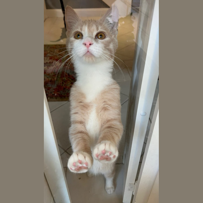 Photo of Creamy Alfredo