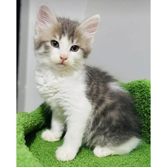 Photo of 12224   Lewis