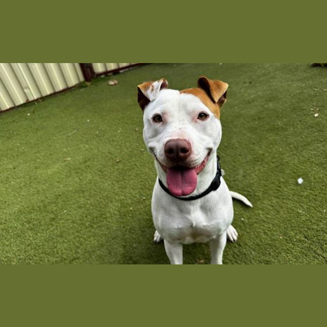 Photo of Roscoe