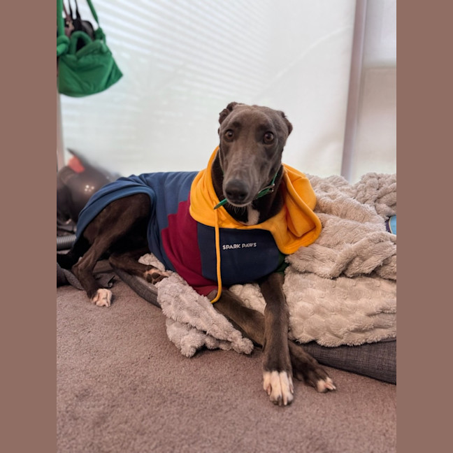 Photo of Tommy