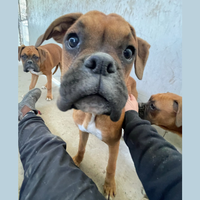 Photo of Boxer Puppies