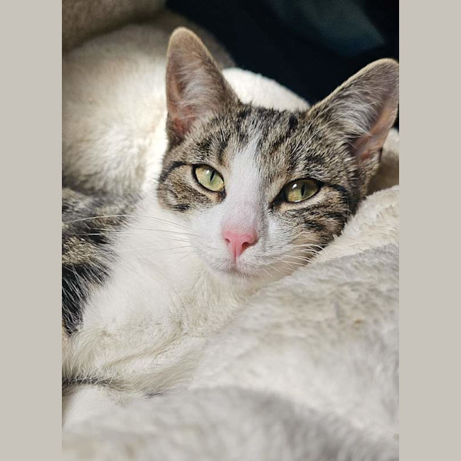 Photo of Gracie