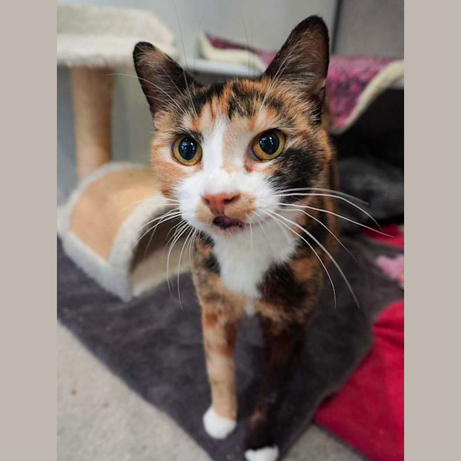Photo of Scout