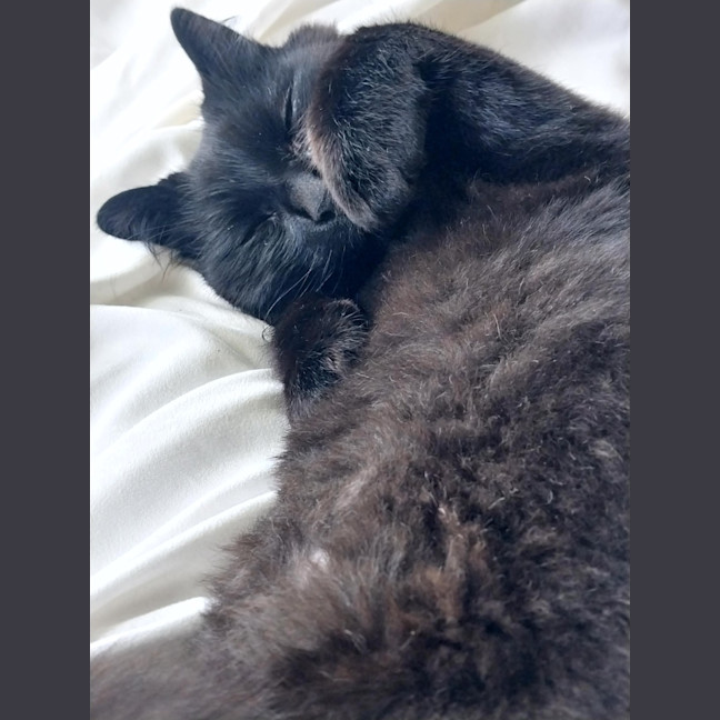 Photo of Leonard The Chatty Gentleman
