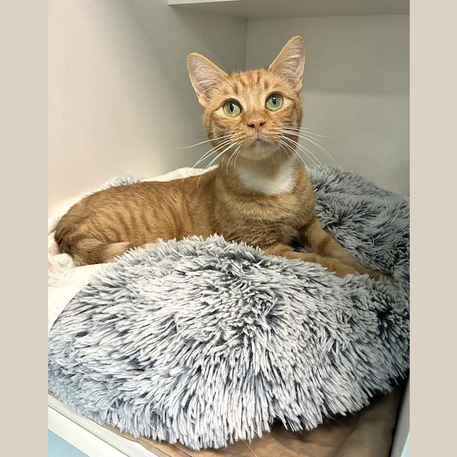Photo of Ginger