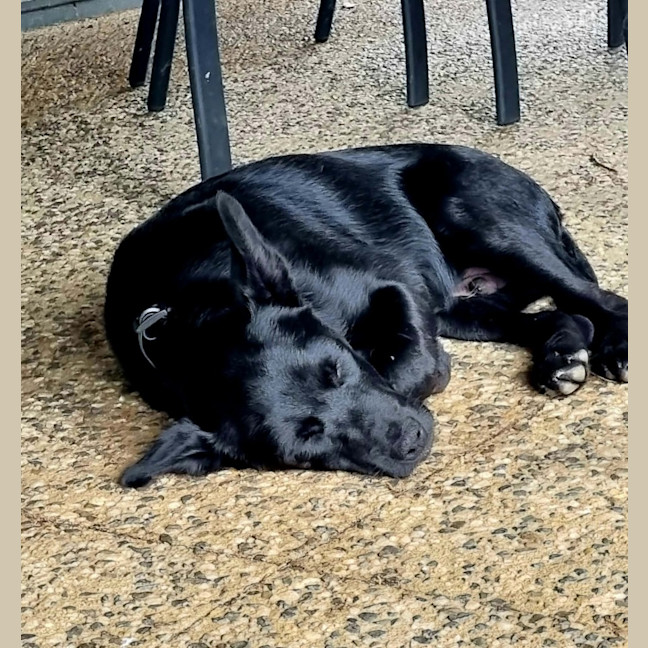 Photo of Rex