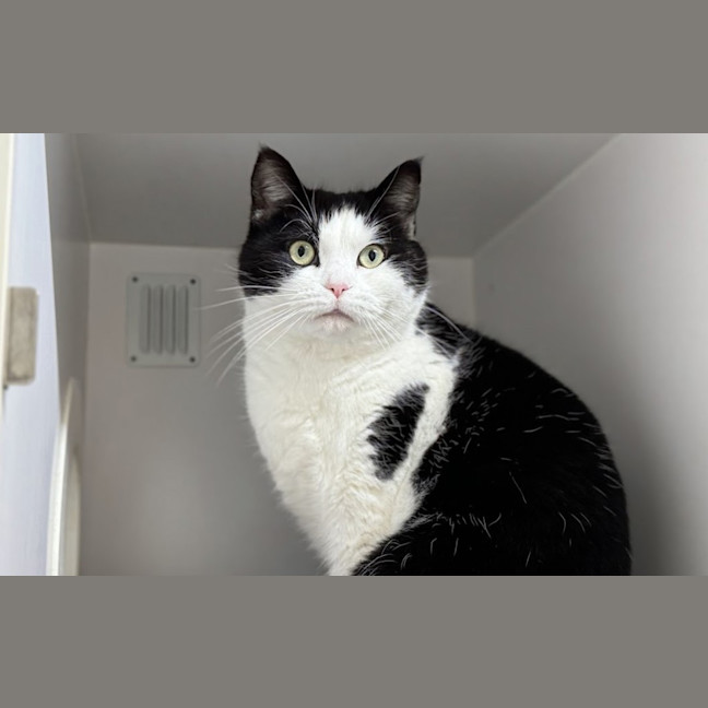 Photo of Fluffy