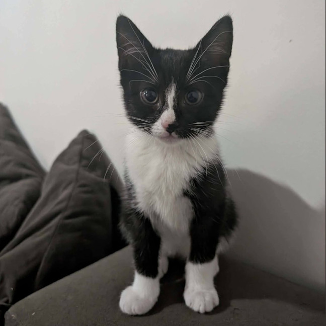 Photo of Sparkles