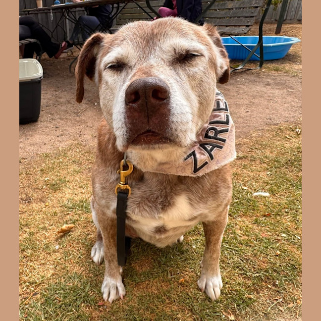 Photo of Zarleigh (66002)