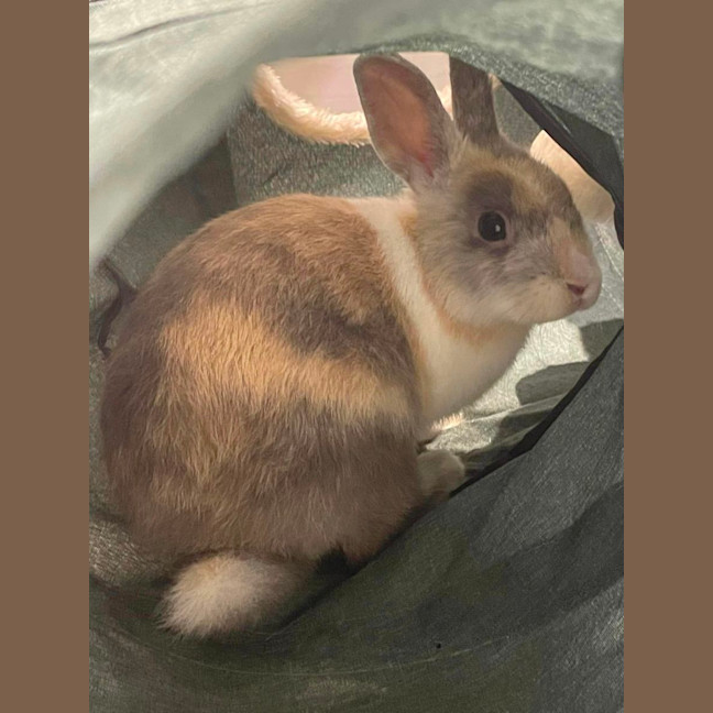 Photo of Bonza Bounca