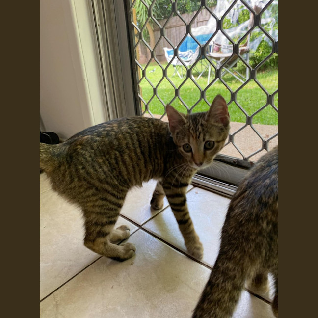 Photo of Maple