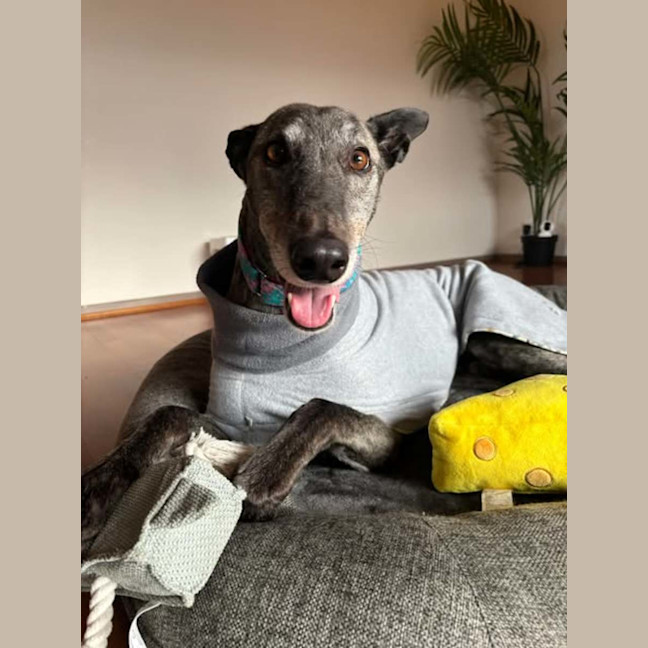 Photo of Jeff, The Greyhound