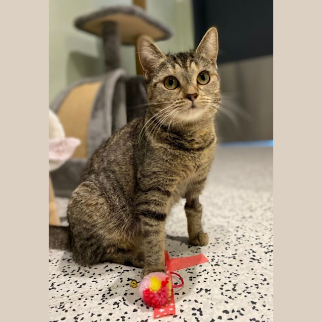 Photo of Butterscotch
