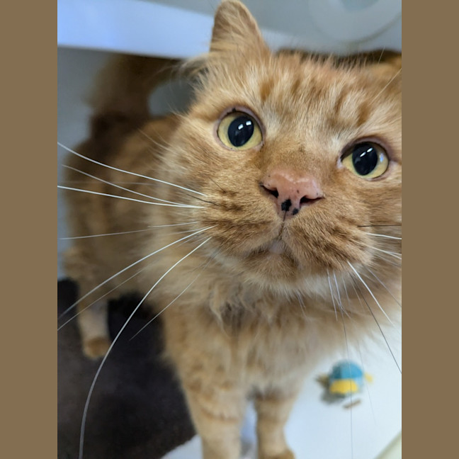 Photo of 🧡 Barney 5588 🧡