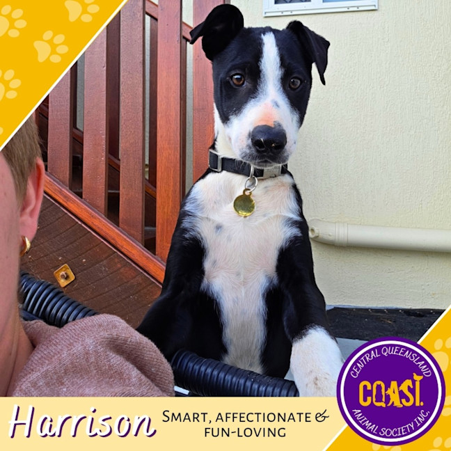 Photo of Harrison