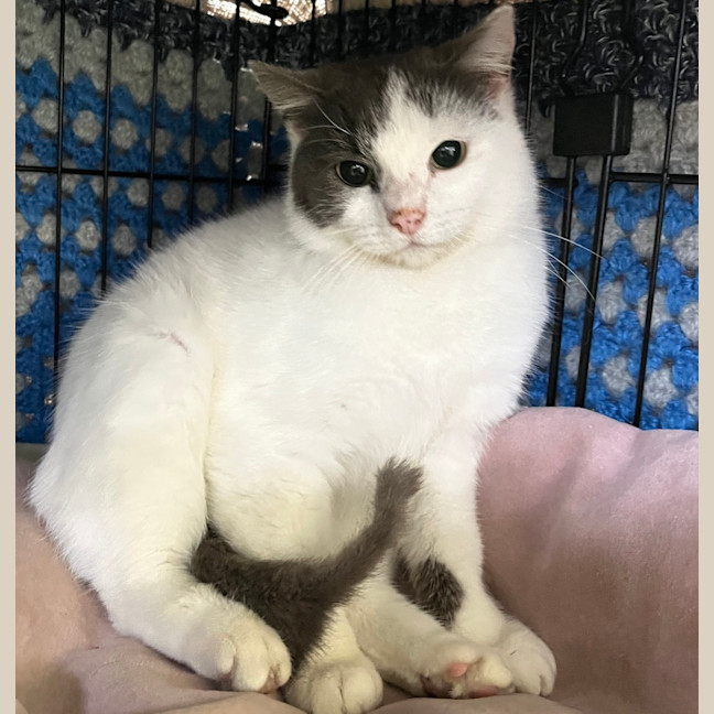Photo of Lychee 