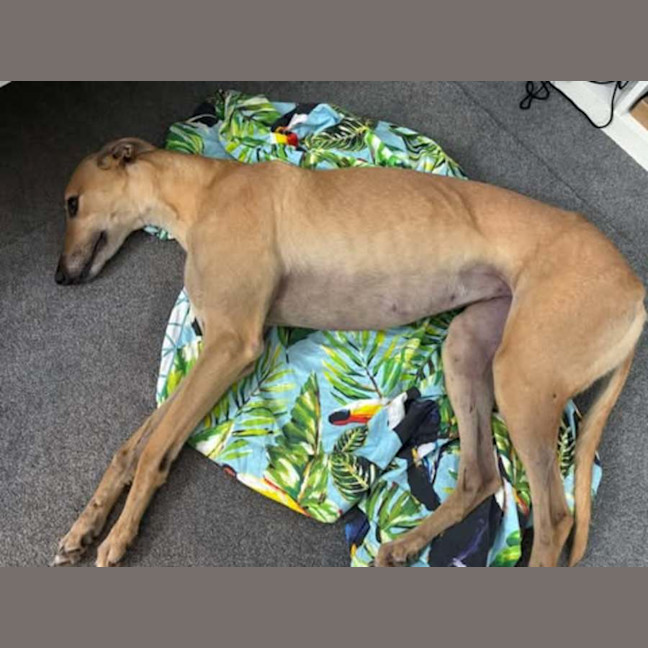 Photo of Kashi, The Greyhound Queen 👑