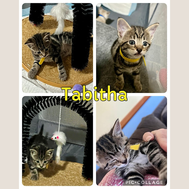 Photo of Tabitha