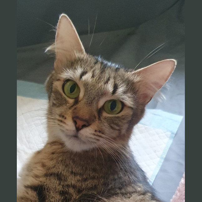 Photo of Bronte
