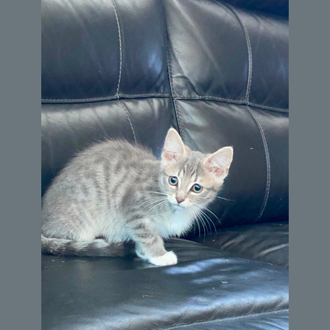 Photo of Aurora   Meet Me At Petstock Chelsea