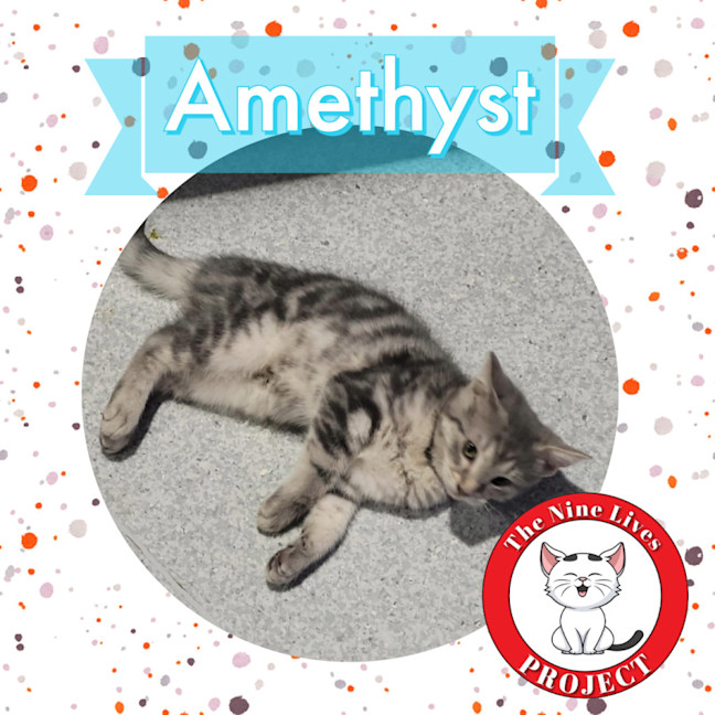 Photo of Amethyst *9 Lives Project Rescue*