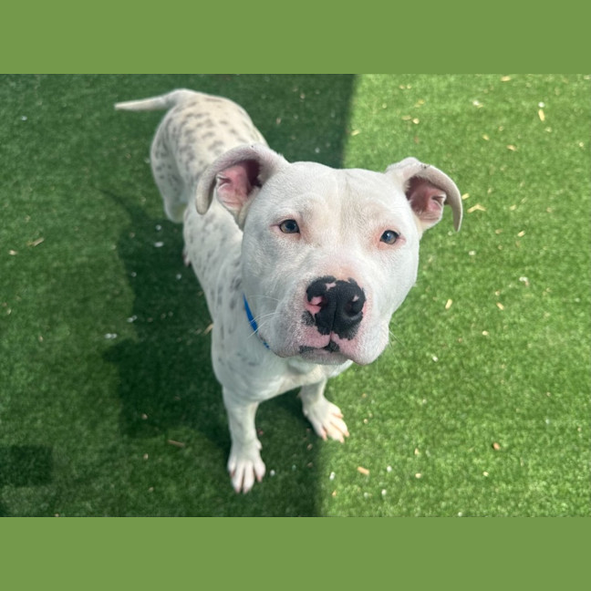 Photo of Smudge Imp 2433