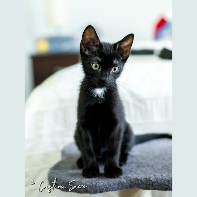 Photo of Midnight