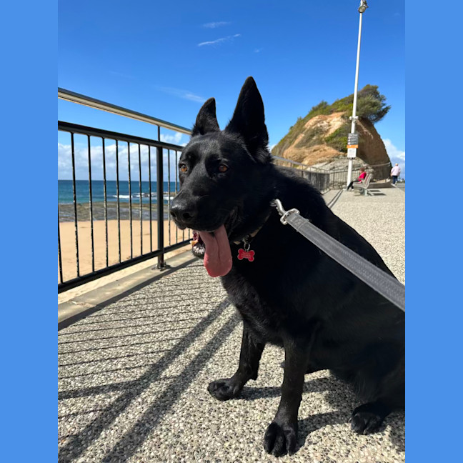 Photo of Raven