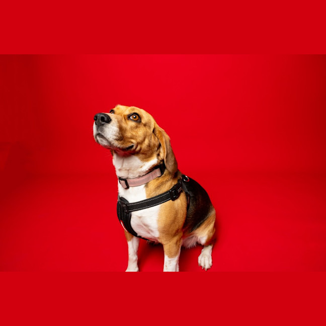 Photo of Hart   4 Year Old Beagle