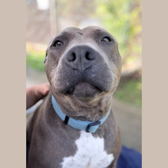 Photo of Brindi