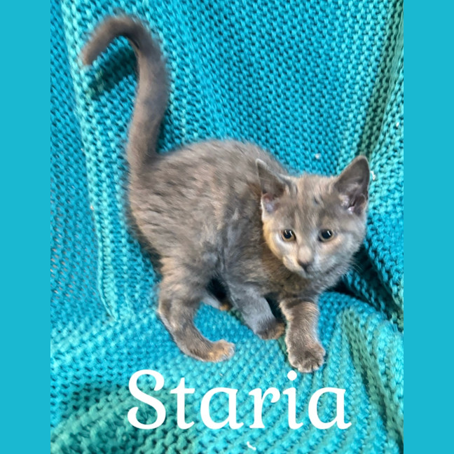 Photo of Staria