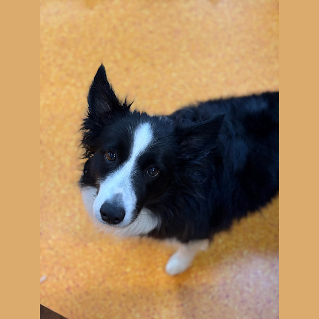 Photo of Star