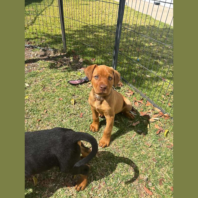 Photo of Buster