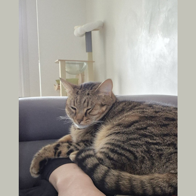 Photo of Nala 