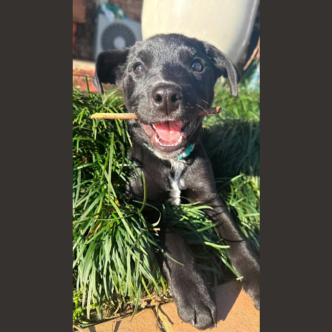 Photo of Dudley
