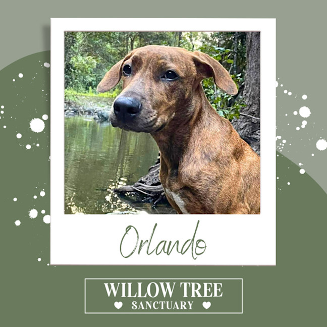 Photo of Orlando