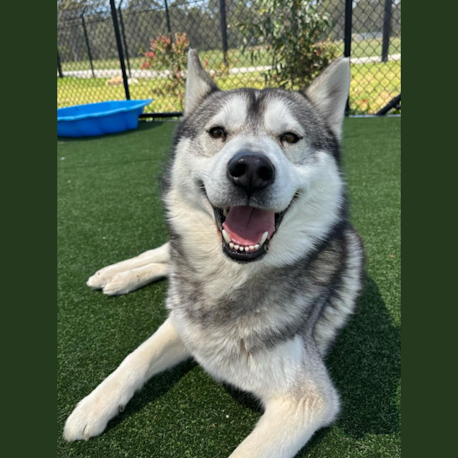 Photo of Rocky Imp 1867