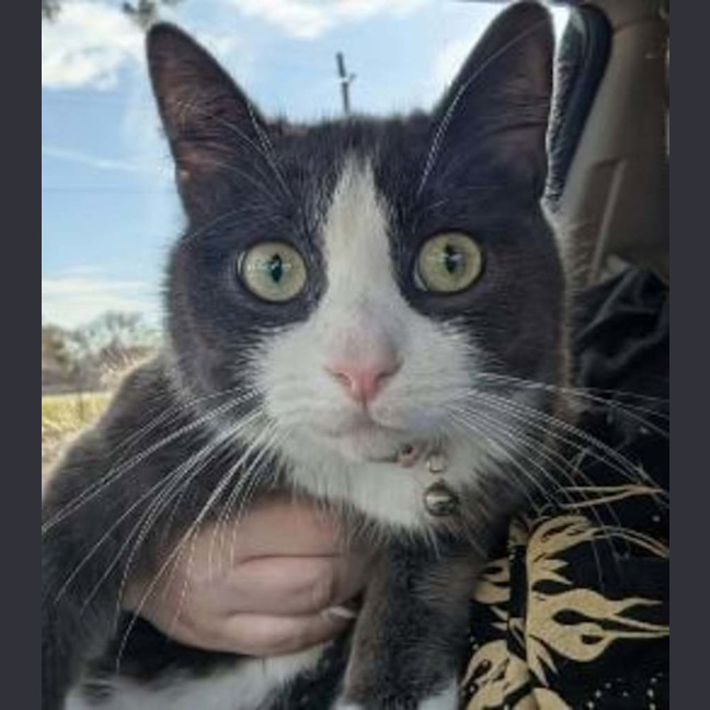 Photo of Vippy