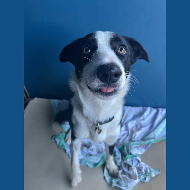 Photo of Oreo