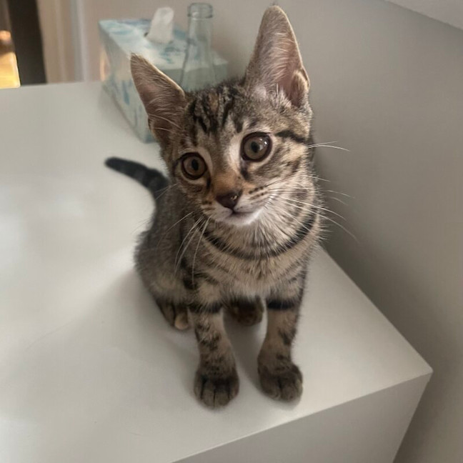 Photo of Cleo