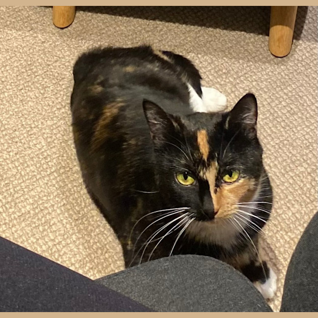 Photo of Gossip & Harlow 