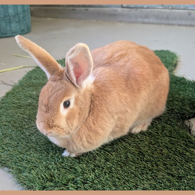 Photo of Mango