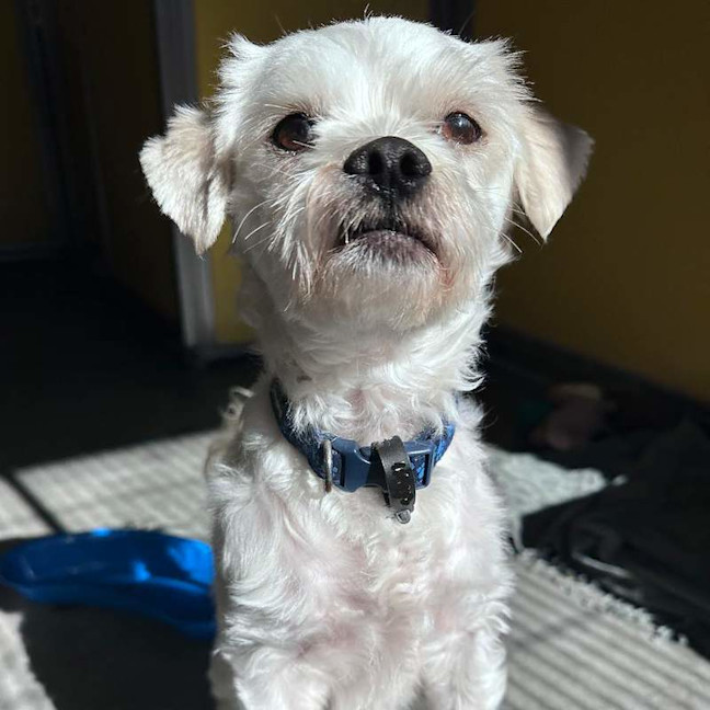 Photo of Donut
