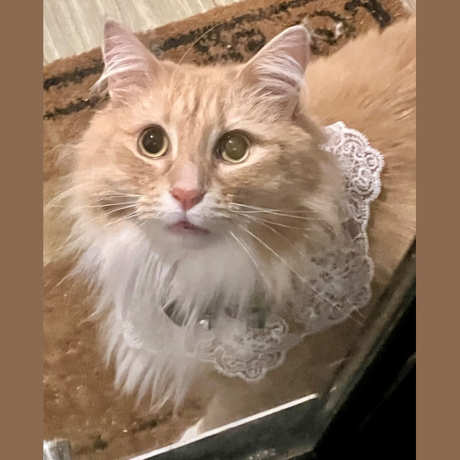 Photo of Willy Belle