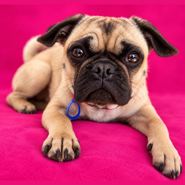 Photo of Rumi   10 Month Old French Bulldog X Pug