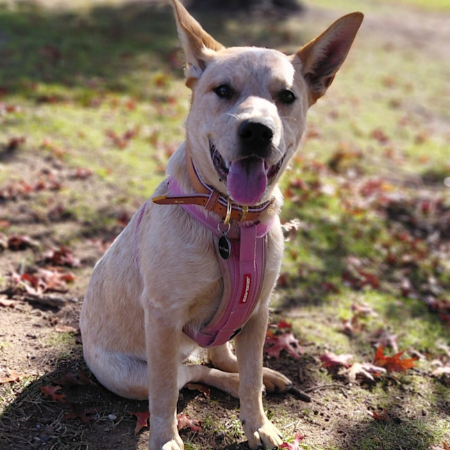 Photo of Willow