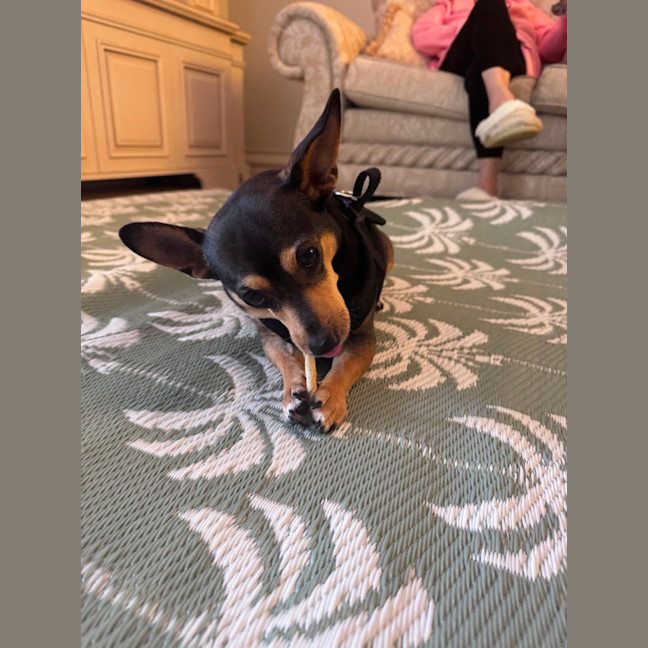 Photo of Young Dexter 