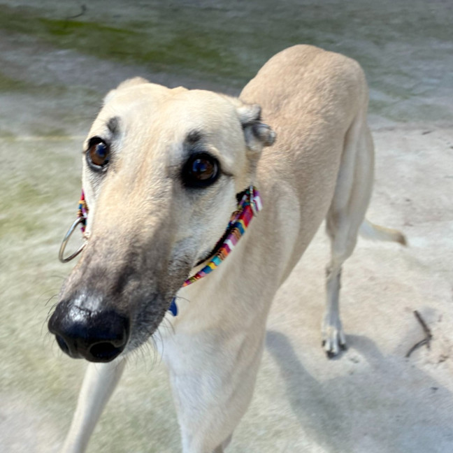 Photo of Luna The Greyhound