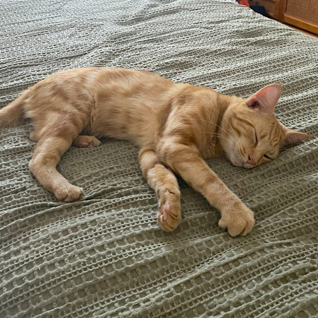 Photo of Tika